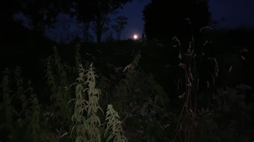 Serene Nighttime Garden with Moonlit Plants