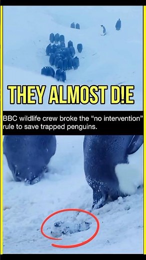 “BBC Crew Rushes In—Penguin Rescue Shock!” #shorts