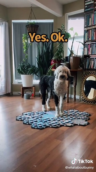 Dog Training: Sound Walk with Talking Dogs