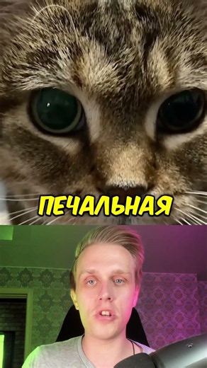 What happened to the cats from these memes? #shorts