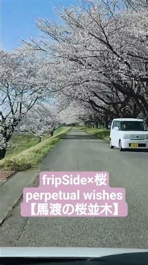 【fripSide×桜】perpetual wishes × 山形県鶴岡市 馬渡の桜並木③ #fripSide #桜 #桜並木 #山形県鶴岡市 #cherryblossoms