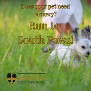 When your pet needs surgery, their care matters!  Board-certified...