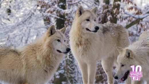 Rare arctic wolves observe territory in quiet winter moment