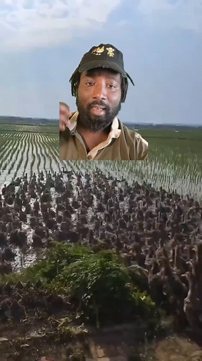 Les canards sont-ils de bons désherbeurs ? 🦆 #canard #animal #science | Zeliwipin France