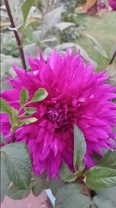 #nature #lovely #beautiful #flowers #grow #green #growth #gratitude #love #beauty #me #positivevibs