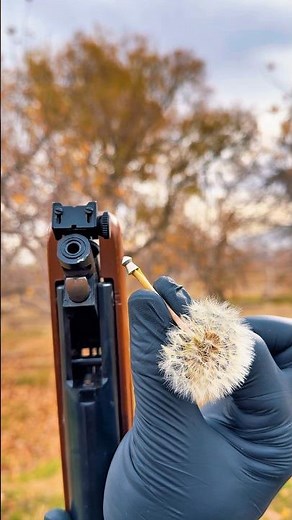Dandelion Shooting with a BSA Air Rifle #airguns #bsa