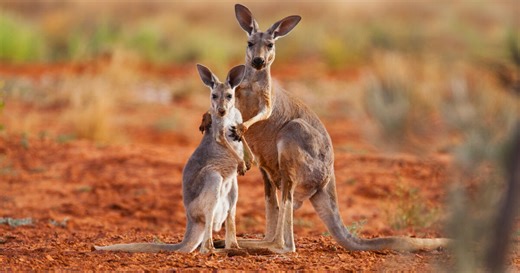 Pourquoi l'Australie abrite-t-elle autant d'animaux uniques ?