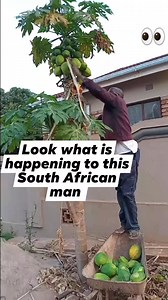 2.1M views · 4.5K reactions | How South African man picking green pawpaws #me #picking #fruit #virals #reelsviral #reelsvideo #fbreels #fbreelsvideo #trendingreels #reelsvideo #reelsviral #fyp #fb #reelsfyp #viralpost #followers #follow #followme #family #love #good #goodtimes #goodmorning #southafrican #reelsviral #reelsvideoシ #reelsviralシ #reelschallenge #reelsfacebook #videos #videogames #reelsfbシ | Gundo Omphulusa Vhaingameli | Facebook