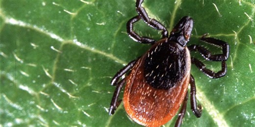 Roanoke public health report includes cautions against ticks, Syphilis and Hepatitis A