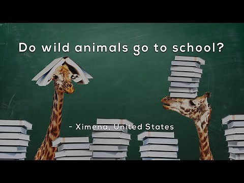 Do wild animals go to school?