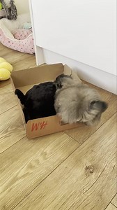 Super Spud 🥔 | Biggiwigs Pekingese