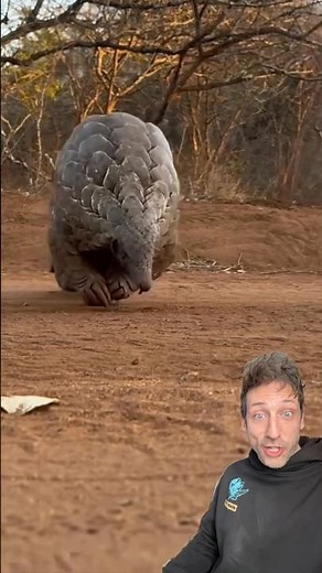 The Pangolin is literally built different