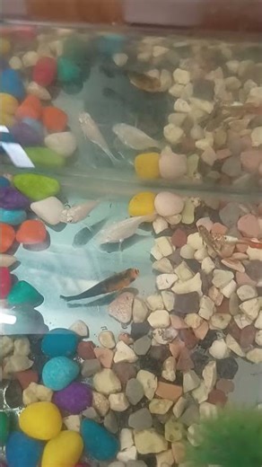 #aquarium #viral color fish