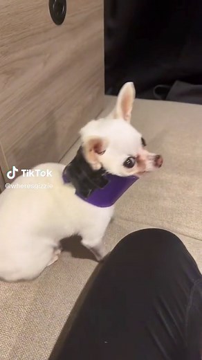Chihuahua Dog Sounds Compilation