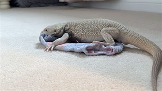 Titillated bearded dragon humps his favorite sock all over the room