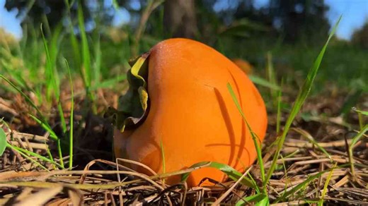 Fresh persimmon harvest: Baking a sweet cake for everyone