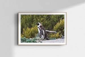 Cape Town Penguin Photo Print, Boulders Beach Wildlife (digital Download) - Etsy UK