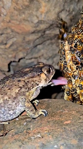 Brave Frog Faces a Swarm of Bees! 🐸🐝 | Nature’s Unexpected Moment