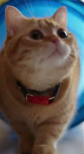 Build the Bridge with Five Sticks 🌉 Master Simple DIY Tricks #DIY #Innovation #Crafting