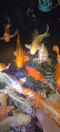 Koi Fish Trust Me Completely! Watch Them Eat From My Fingers ❤️ #asmr #relaxing #satisfying #koi
