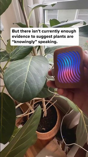 Can plants talk? We connected this houseplant to PlantWave and gave it the ability to select the 44