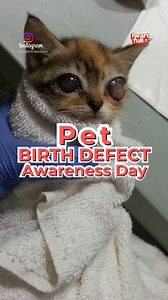 5K views · 248 reactions | Today is Pet Birth Defect Awareness Day! Let's celebrate the strength and resilience of pets with birth defects  #PerfectlyImperfect | iHeartCats.com | Facebook
