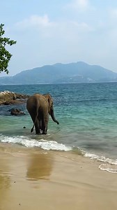 118K views · 2.8K reactions | Elephant enjoys a swim in the sea in Phuket, Thailand | Animal Lovers | Facebook