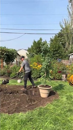 Garden Evolution Project | Transforming My Backyard #backyardgarden #gardenevolution #gardenprojects