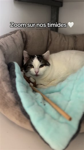 Zoom sur nos chats craintifs et timides 🤍 Les chats craintifs et timides sont souvent mis de côté lors des adoptions, les adoptants recherchent plutôt des chats sociables et câlins. Mais nous, nous n’oublions pas nos timides et les aimons autant que les autres 💚 #protectionanimale #association #cats #shelter #fyp