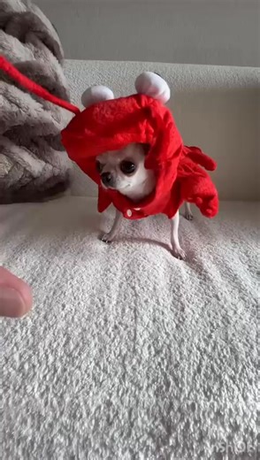 Smallest chihuahua😂 . . . . . #tinypaws #cutiebaby #smallestdog #chihuahua #chihuahualife #chihuahualove #chihuahuapuppy #chihuahuaworld #cutiepie | My Lovely Dog