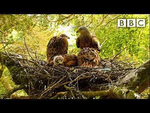 Live Springwatch: Day 17 🌦 2021 🐣 BBC
