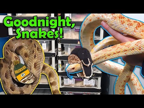 Putting our Snakes into Brumation for the Winter!