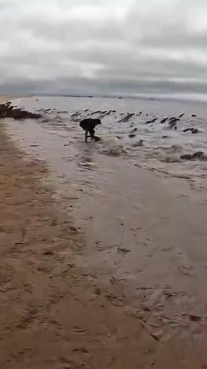 3.1K views · 10K reactions | Elite Treinamentos on Reels | Facebook