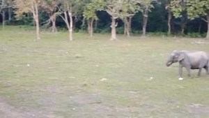 Manas national park | Krishnamoni Chutia