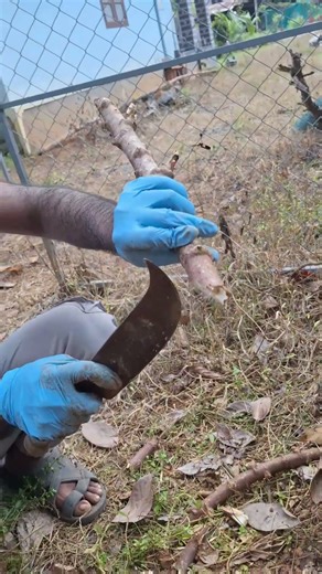 #ഈ ട്രിക്ക് നോക്കിയിട്ടുണ്ടോ #ചീനിക്കമ്പ് നടുമ്പോൾ #tapioca #planting