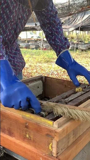 Beekeeping in Action 🐝 | Hive Inspection & Honey Flow #shorts