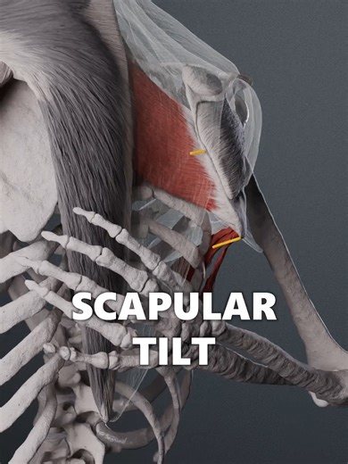 Scapular tilt is a movement in which one part of the scapula moves farther away from the rib cage than another part. There are two types of tilt: anterior, when the lower part of the scapula sticks out, and internal, when it's affecting the medial border of the scapula. Whether scapular tilting is good or bad is contextual. It is no different from any other movement so it is useful as long as your body can choose when to use it and when not to. For example, scapular tilting can help you reach fa