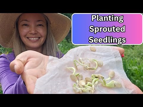 Planting SEEDLINGS sprouted in a paper towel 🌱
