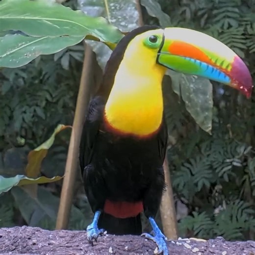 386K views · 13K reactions | Nature is a masterpiece. | explore.org | Facebook