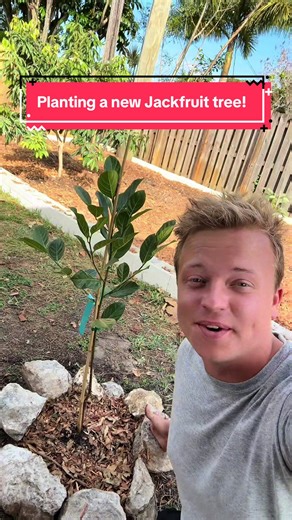 Planting a Jackfruit Tree in Your Garden