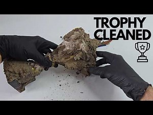 How To Clean A Trophy, If You Won It One Day | Deep Clean ASMR