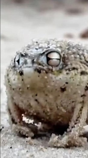 Sound of the desert rain frog #frog #naturelovers