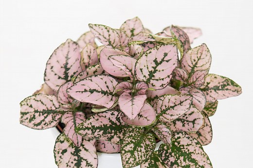 Yes, They’re Real: 6 Stunning House Plants That Are Actually Pink