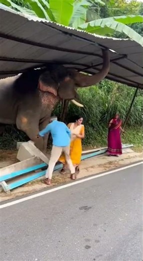 “Bus Stop par Achanak Haathi ka Attack 😱 Tin Roof Tod Diya | Log Bhaag Gaye | REAL Mobile Footage”