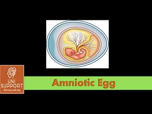 What is an Amniotic Egg - Features and Structure