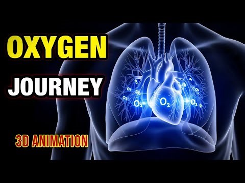 How Oxygen Travels in the Human Body | From Breath to Every Cell (3D Animation)