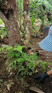 Native fern hunting propagation Mamalyn's Garden #plantpropagation#fern #hunting #propagation #myplants #gardening #transplanting #plantmom | Mamalyn's Garden