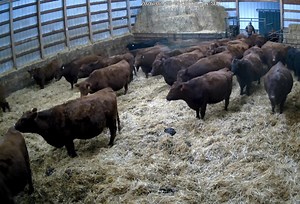 Moving the heavy breds into the calving barn for the night. It may seem like a bit of overkill with these recent beautiful temperatures but the cameras save us steps and allow us to keep a closer watch over them during the night. | Kenray Ranch