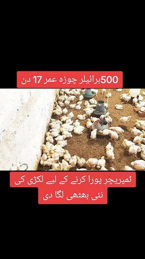 Installing a Wooden Brooder for 17-Day-Old Broilers