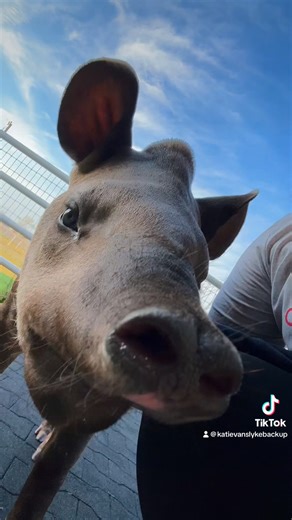 465K views · 10K reactions | Meet Amy the baby Tapir凉 | Katie Van Slyke | Facebook